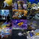 Monaco Aquarium ePix Calendar screenshot