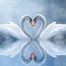 Swan Love Animated Wallpaper screenshot