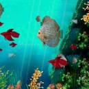 Coral Reef Aquarium 3D Animated Wallpaper screenshot
