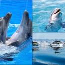 Happy Dolphins Animated Wallpaper screenshot