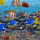 3D Fish School Screensaver screenshot