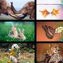 Windows 8 Themes - Animals screenshot