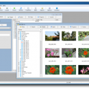 Gentibus CD screenshot