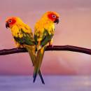 Parrots Free Screensaver screenshot