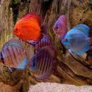 Aquarium Fishes Free Screensaver screenshot