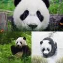 Cute Panda Animated Wallpaper screenshot